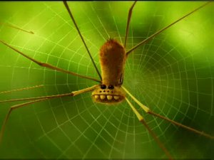 Мелюзга.10 серия. Осинный пилотаж