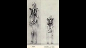 Строение Человека и Обезьяны! СРАВНЕНИЕ.