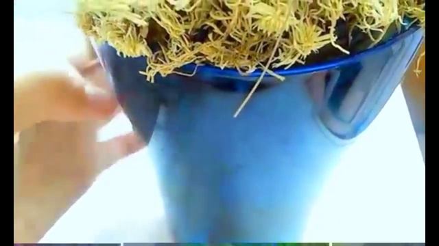 КАРЛИКОВАЯ ОРХИДЕЯ (МИНИ): УХОД, ПОЛИВ, УДОБРЕНИЯ, ПЕРЕСАДКА! смотреть онлайн