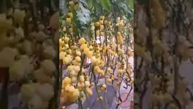 Фруктовые сады | Fruit gardens смотреть онлайн