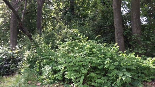 Park Wilsona Poznań. Spring. Sunday, June 6’21 |Woodrow Wilson Park. Парк біля дому #польша смотреть онлайн