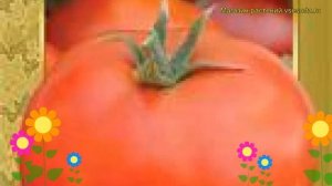 Томат обыкновенный Взрыв. Краткий обзор, описание характеристик, где купить семена Vzryv