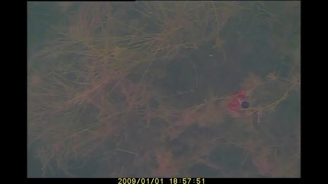поведение карася подо льдом смотреть онлайн