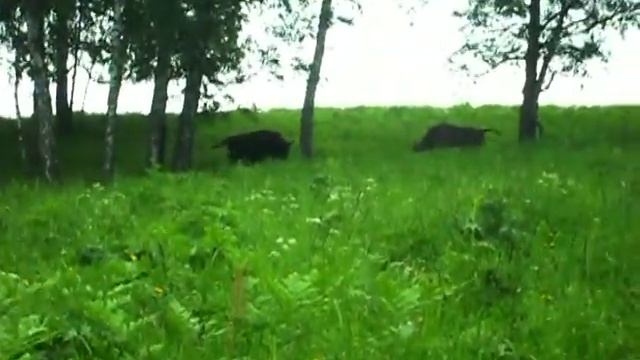 Зубровый питомник  Черга Горный Алтай