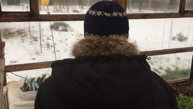 Выращивание редиса в теплице зимой. Часть 1 смотреть онлайн