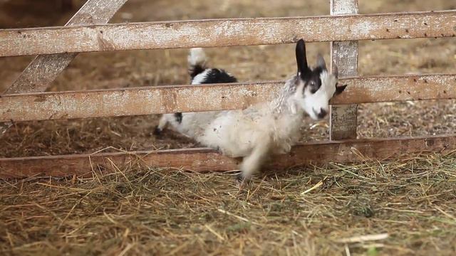 Магазин "Сирниця" смотреть онлайн