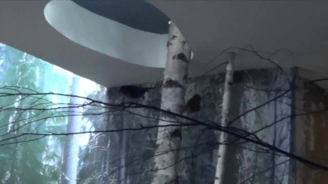 Музей дикой природы в Беловежской Пуще 1 Wildlife Museum in Belovezhskaya Pushcha Belarus 1 смотреть онлайн