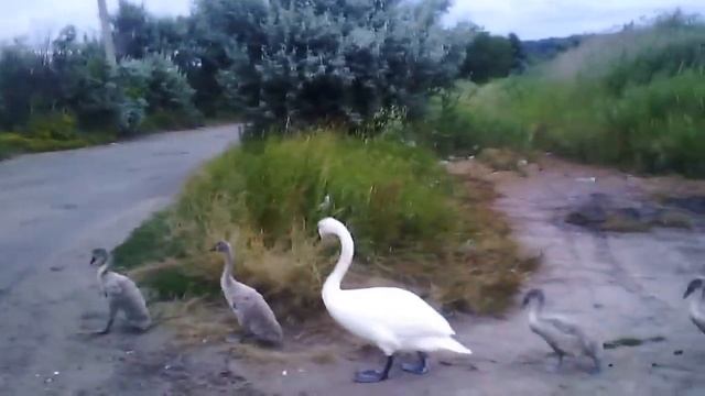 Такого вы еще не видели)) Лебеди.. смотреть онлайн