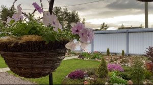 Петуния заняла своё место в цветнике/ цветочные композиции/ обзор теплицы/ рассада Томатов и Огурцо/