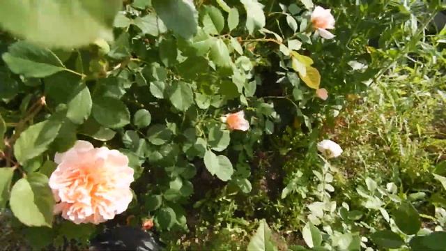 Розы Остина в начале цветения смотреть онлайн