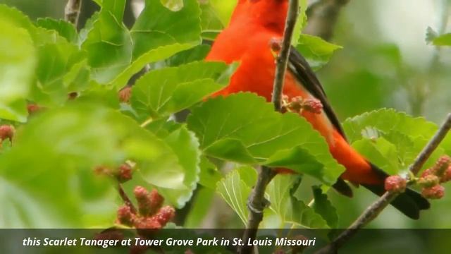 Красивое пение птиц. смотреть онлайн