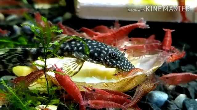 Кормление креветок картошкой the boiled potatoes eat shrimp смотреть онлайн