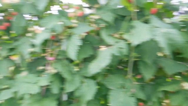 Малина ;Карамелька; на 6 октября .В средней полосе России. смотреть онлайн