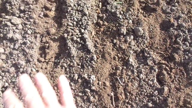 ПОДЗИМЫЙ ЛУК ВСЕГДА МУЛЬЧИРУЮ ПЕРЕГНОЕМ. Ольга Чернова. смотреть онлайн