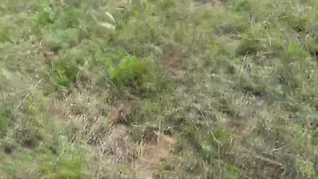 Как я ловлю прытких ящериц) смотреть онлайн