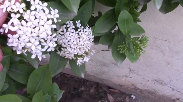 H0W TO IXORA COCCINEA PLANT | TROPICAL IXORA PLANT WITH WHITE FLOWERS | HOBBY GARDENING смотреть онлайн