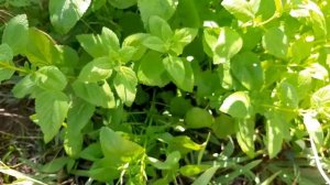 ?МЯТА И МЕЛИССА?РАЗЛИЧИЯ И УХОД?