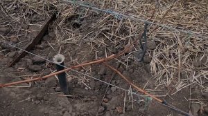 На каком расстоянии садить виноград и формирование кустов  Не зажимайте себя в рамки и не бойтесь!!