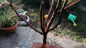 искусственное дерево своими руками)) мастер класс.