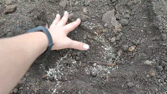 ПОСАДКА ПЕРЦА В ТЕПЛИЦУ! ЧТО ПОЛОЖИТЬ В ЛУНКУ ПРИ ПОСАДКЕ ПЕРЦА? Перцы Завалят Урожаем! смотреть онлайн