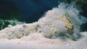 #Большой #Барьерный_риф