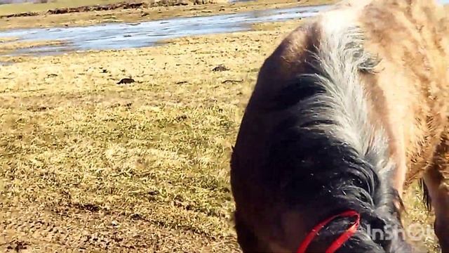 ЛОШАДИ/КУПИЛ ЖЕРЕБЧИКА ВЕРАСА?? смотреть онлайн