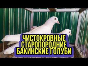 Чистокровные старопородние Бакинские голуби