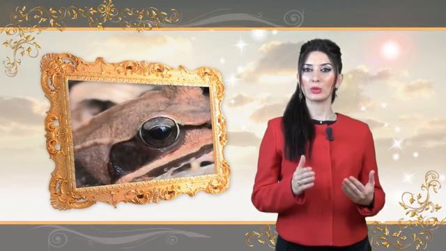 СПЕЦИАЛЬНАЯ СИСТЕМА ЗАМЕРЗАНИЯ ЛЯГУШКИ смотреть онлайн
