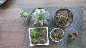 Почему засохли суккуленты и новые комнатные растения