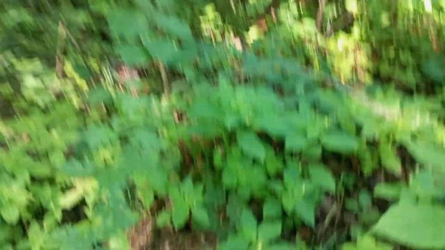 Делаем Шалаш в Лесу (чем я занимаюсь в свободное время часть 1)#youtube#youtuber #sashalakiOFFICIAL смотреть онлайн