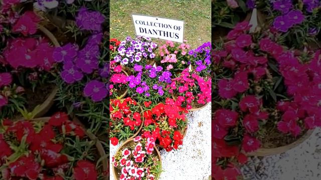 #Very Amazing flowers exhibition #Allah ki Shan #Wow very good flowers смотреть онлайн
