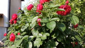 Роза  чайно-гибридная Аскот