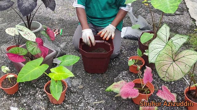 Cara tanam Lutea Gold Dalam Pasu | How to Plant Alocasia Lutea Gold in pot смотреть онлайн