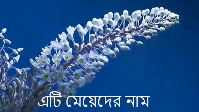 Riya Name Meaning. Riya Namer Ortho ki. রিয়া মনি অর্থ কি. রিয়া নামের বাংলা অর্থ смотреть онлайн