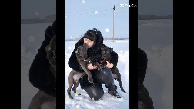 Щенки Кане Корсо продажа смотреть онлайн