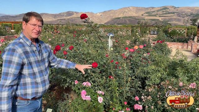 Hybrid Tea vs. Floribunda vs. Grandiflora смотреть онлайн