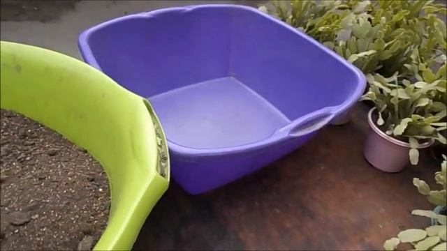 Шлюмбергера пересадка и осенний уход смотреть онлайн