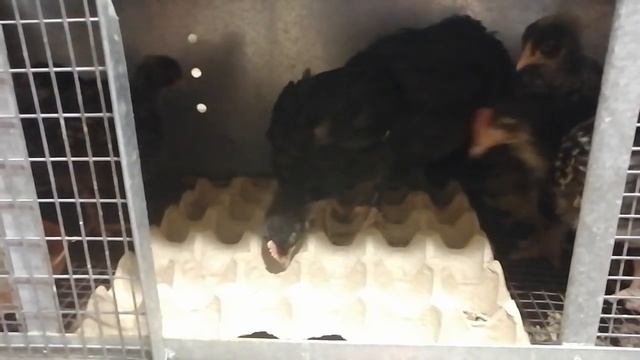 Живу в курятнике....не завидуйте))))) смотреть онлайн