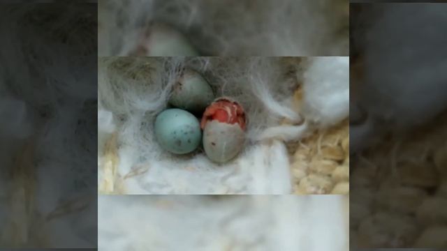 Вылупление птенца канарейки