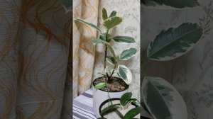 топ-6 самых устойчивых комнатных растений