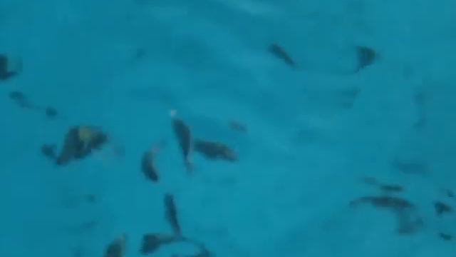 голодные египетские рыбы смотреть онлайн