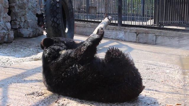 медведь Ёжик принимает душ смотреть онлайн