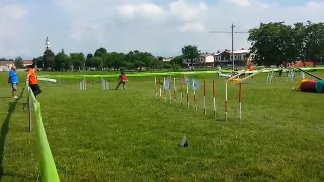 Agility whippet Lord, Castelnovo vicentino 2°classificato смотреть онлайн