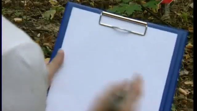 Цикорий обыкновенный смотреть онлайн
