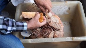 Чем я набиваю кормушки  на леща