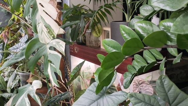 новинки коллекции💚🌱 распродаю филодендроны🌿обзор растений весна 2023 смотреть онлайн