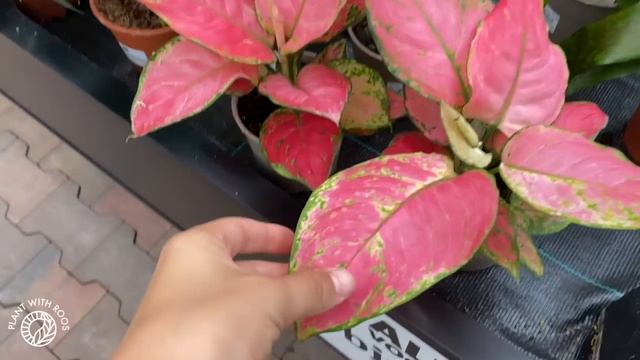 New Plant Shop Tour! | Plant with Roos смотреть онлайн