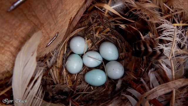 У гнізді шпаків. Від яйця до пташеняти / In The Nest Of Starlings
