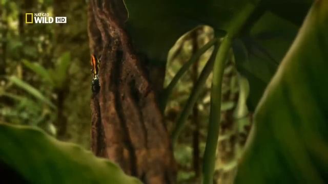 Дикая природа Амазонки. Колыбель жизни. National Geographic на русском.mp4 смотреть онлайн
