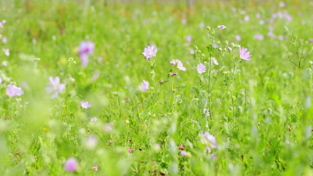 Did You Know Vervain is a Valuable Tonic? Here's Why! смотреть онлайн